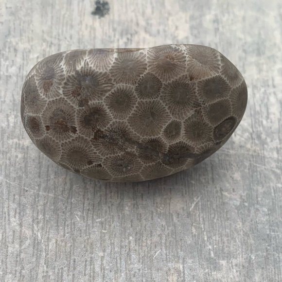 Petoskey stone - Picture 2 of 10